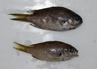 West Australian chromis (Chromis westaustralis)