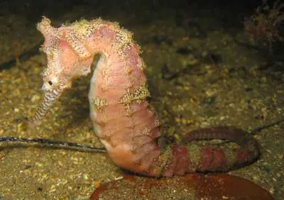 West Australian seahorse (Hippocampus subelongatus)