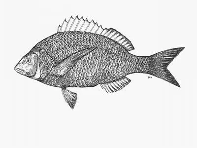 West coast seabream (Lithognathus aureti)