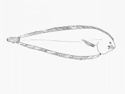 West coast sole (Austroglossus microlepis)
