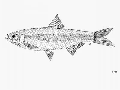 West Irian river sprat (Clupeoides venulosus)
