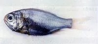 West Pacific luminous roughy (Aulotrachichthys prosthemius)