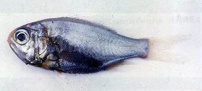 West Pacific luminous roughy (Aulotrachichthys prosthemius)