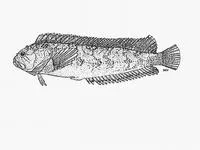 Westcoast klipfish (Clinus heterodon)