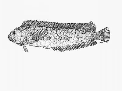 Westcoast klipfish (Clinus heterodon)