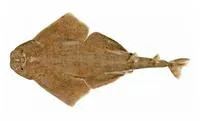 Western Angel Shark (Squatina pseudocellata)