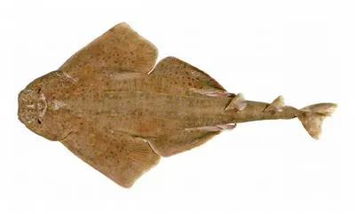 Western Angel Shark (Squatina pseudocellata)