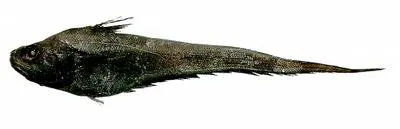 Western Atlantic grenadier (Nezumia atlantica)