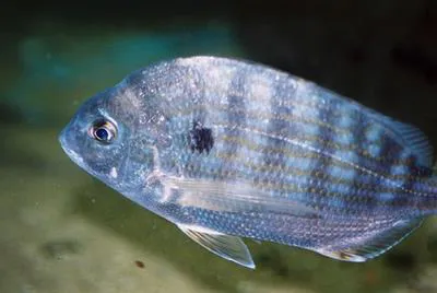 Western Atlantic seabream (Archosargus rhomboidalis)