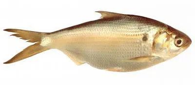 Western Australian gizzard shad (Nematalosa vlaminghi)
