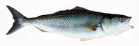 Western Australian salmon (Arripis truttacea)