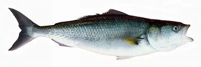 Western Australian salmon (Arripis truttacea)