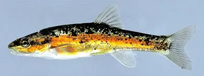 Western blacknose dace (Rhinichthys obtusus)