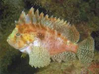 Western Blackspot Waspfish (Liocranium pleurostigma)