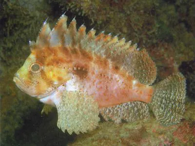 Western Blackspot Waspfish (Liocranium pleurostigma)