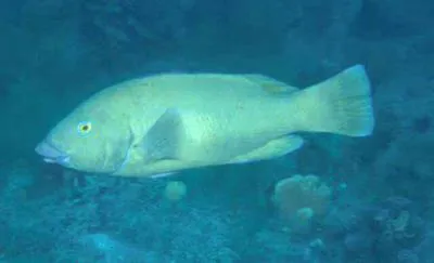 Western blue groper (Achoerodus gouldii)