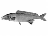 Western bottlenose mormyrid (Mormyrus lacerda)