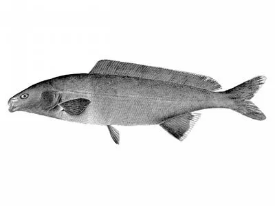 Western bottlenose mormyrid (Mormyrus lacerda)