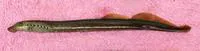 Western brook lamprey (Lampetra richardsoni)