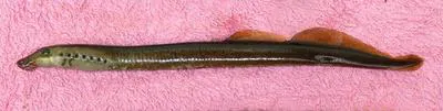 Western brook lamprey (Lampetra richardsoni)
