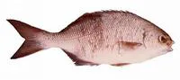 Western buffalo bream (Kyphosus cornelii)