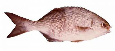 Western buffalo bream (Kyphosus cornelii)