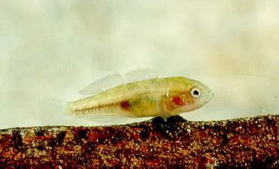 Western carp gudgeon (Hypseleotris klunzingeri)