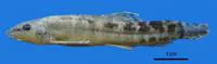 Western crested loach (Paracobitis malapterura)