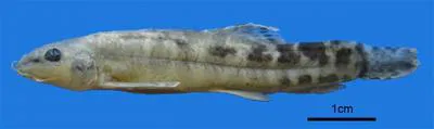 Western crested loach (Paracobitis malapterura)