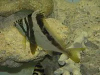 Western crested morwong (Cheilodactylus gibbosus)