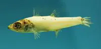 Western deepsea cardinalfish (Epigonus occidentalis)