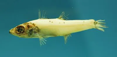 Western deepsea cardinalfish (Epigonus occidentalis)