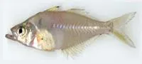 Western Ghat glassy perchlet (Parambassis thomassi)