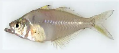 Western Ghat glassy perchlet (Parambassis thomassi)