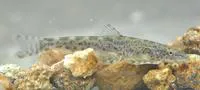 Western Ghat loach (Bhavania australis)