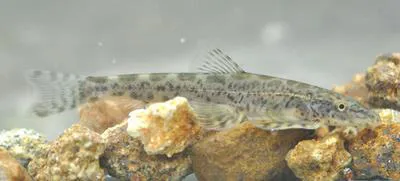 Western Ghat loach (Bhavania australis)