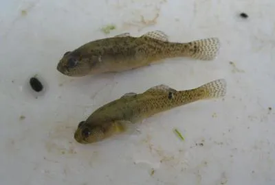 Western Greece goby (Economidichthys pygmaeus)