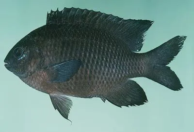 Western gregory (Stegastes obreptus)