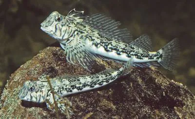 Western jumping blenny (Lepidoblennius marmoratus)