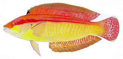 Western king wrasse (Coris auricularis)