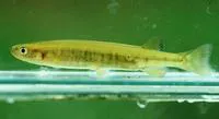 Western minnow (Galaxias occidentalis)