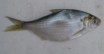 Western Pacific gizzard shad (Nematalosa come)
