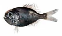 Western Pacific roughy (Hoplostethus japonicus)