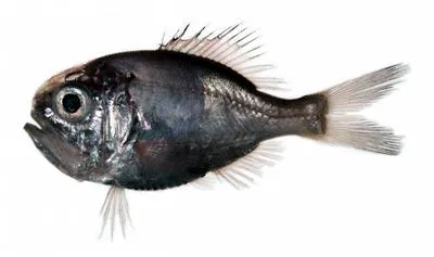 Western Pacific roughy (Hoplostethus japonicus)