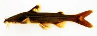 Western Pacific Tonguefish (Glyptothorax coracinus)