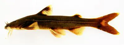 Western Pacific Tonguefish (Glyptothorax coracinus)