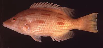Western pigfish (Bodianus vulpinus)