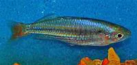 Western rainbowfish (Melanotaenia australis)