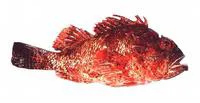 Western red scorpionfish (Scorpaena sumptuosa)