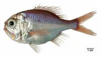 Western roughy (Hoplostethus occidentalis)